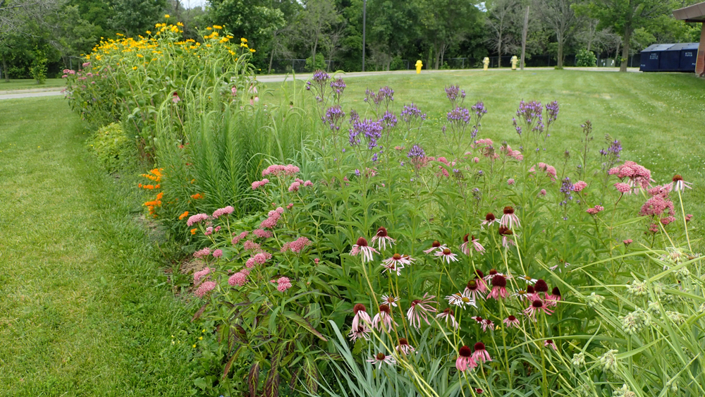Colorful,Wildflower,Butterfly,Garden,With,A,Variety,Of,Native,Plants
