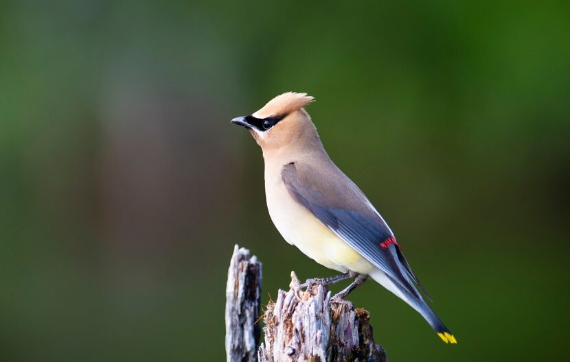 Shutterstock Cedar Waxwing Banner Resized